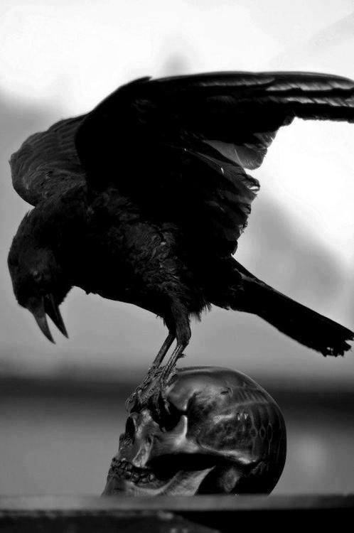 crow